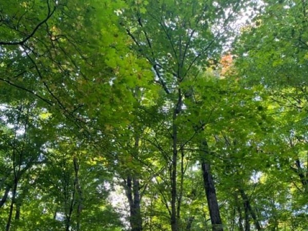 60 Before 60 Project: #49 - Go Forest Bathing (shinrin-yoku)