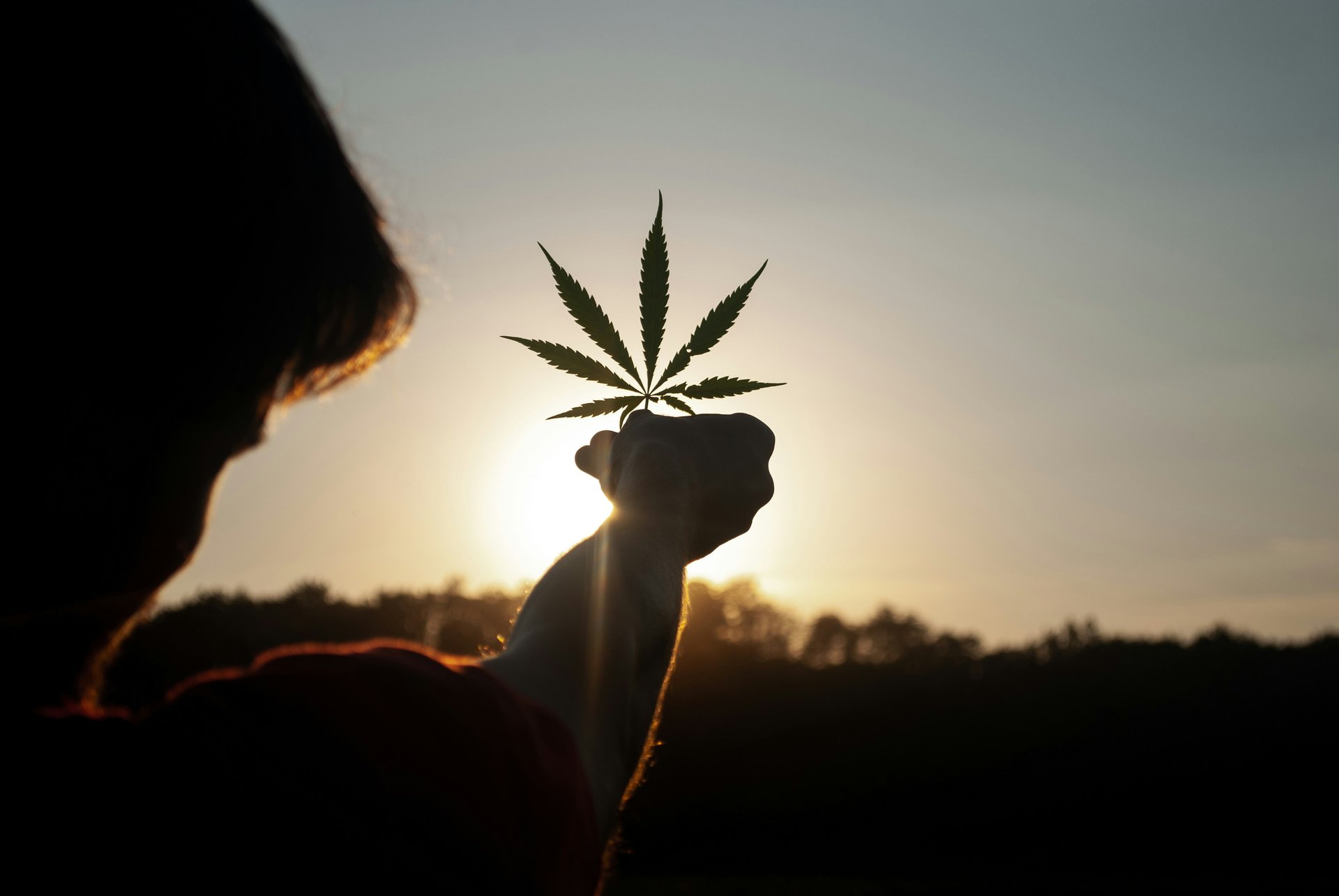 L'industrie du chanvre et du cannabis, un moteur économique en pleine croissance au Québec